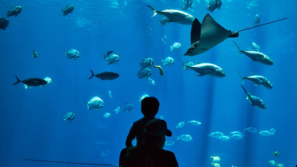 cebu ocean park spot