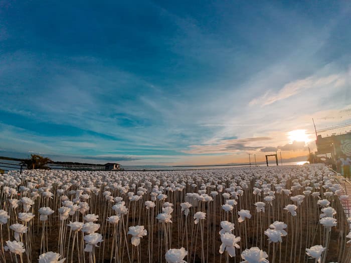 10,000 roses with sunset